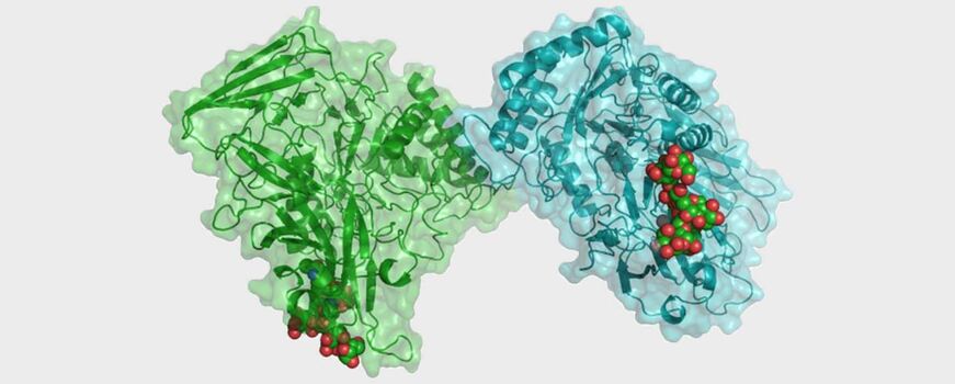 β-Глюкуронидаза / β-Glucuronidase